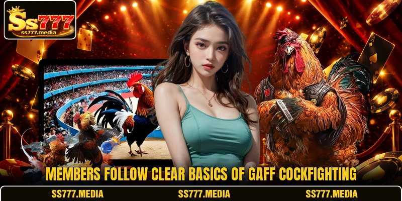 Members follow clear basics of Gaff Cockfighting Members follow clear basics of Gaff Cockfighting
